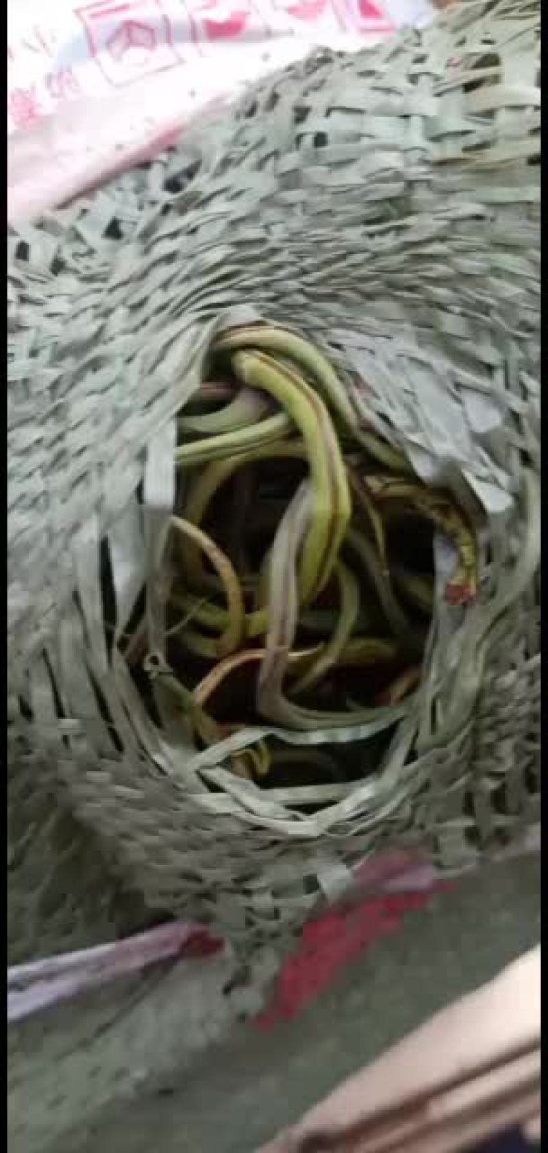 化石草野生养肝排石化石草