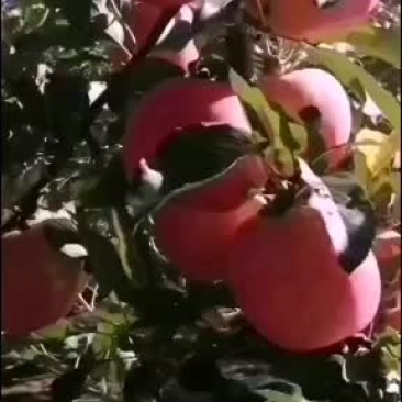 宜川苹果富士上市？？？？