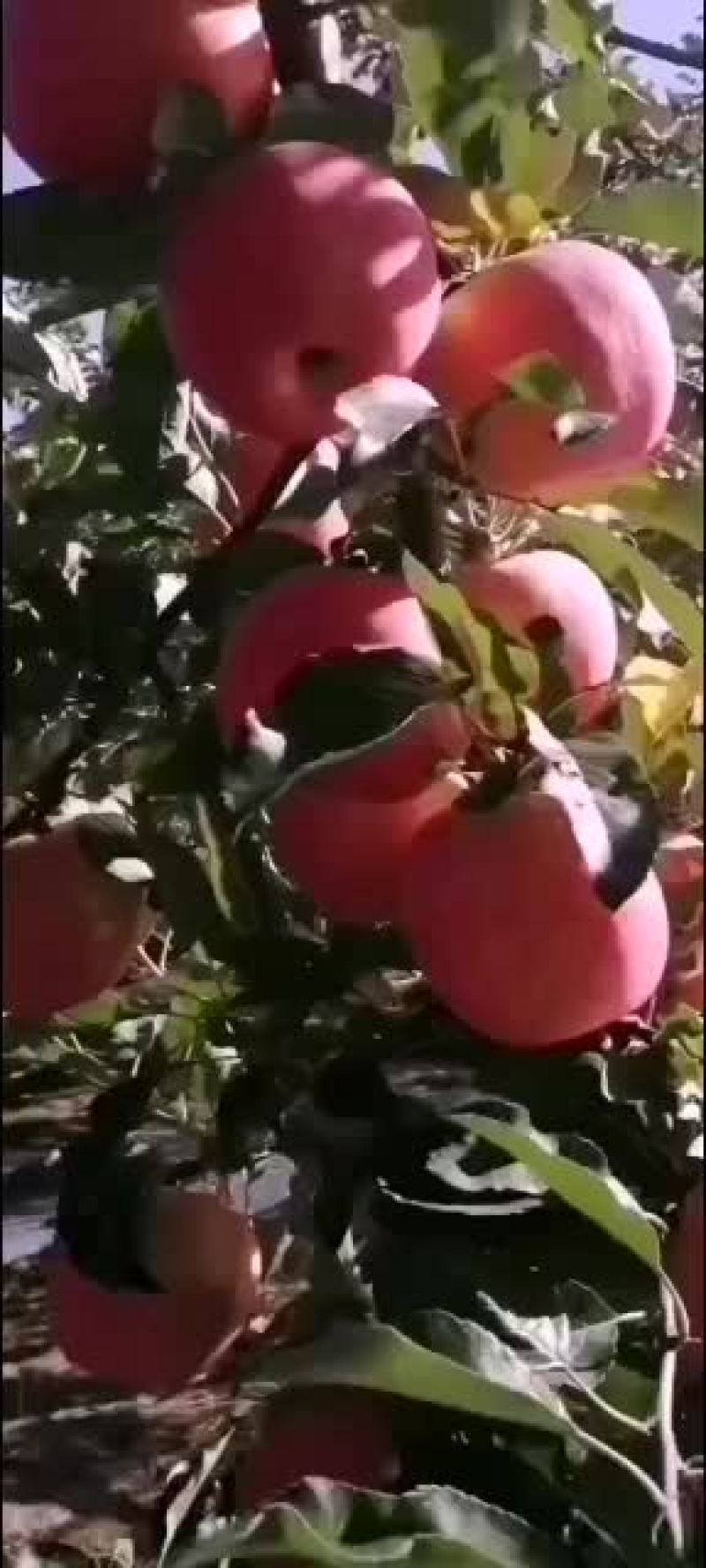 宜川苹果富士上市？？？？