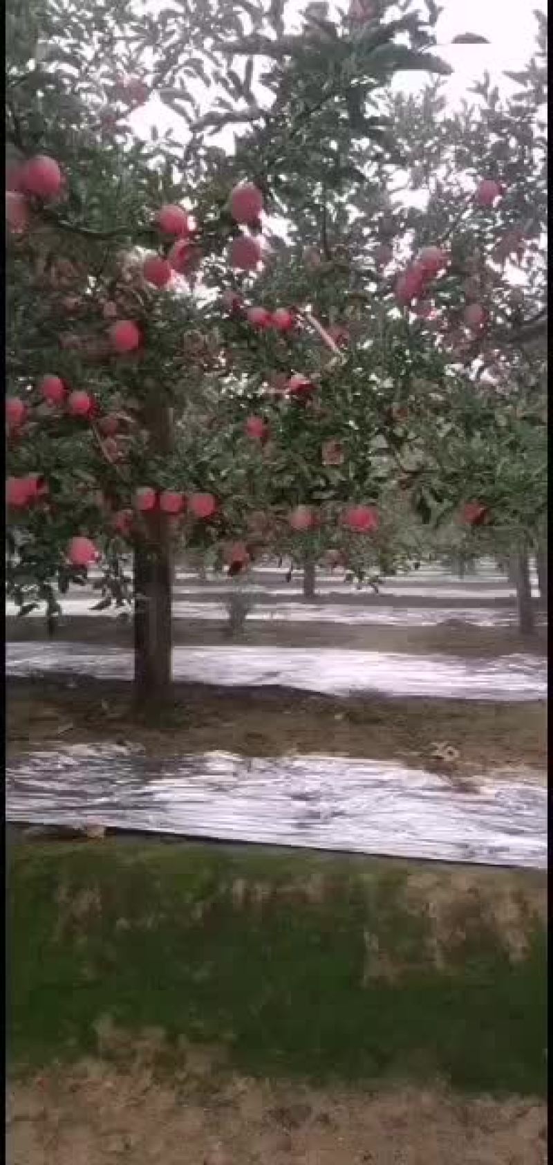 宜川苹果富士上市？？？？