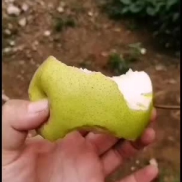 需要处库的雪花梨可以联系了
