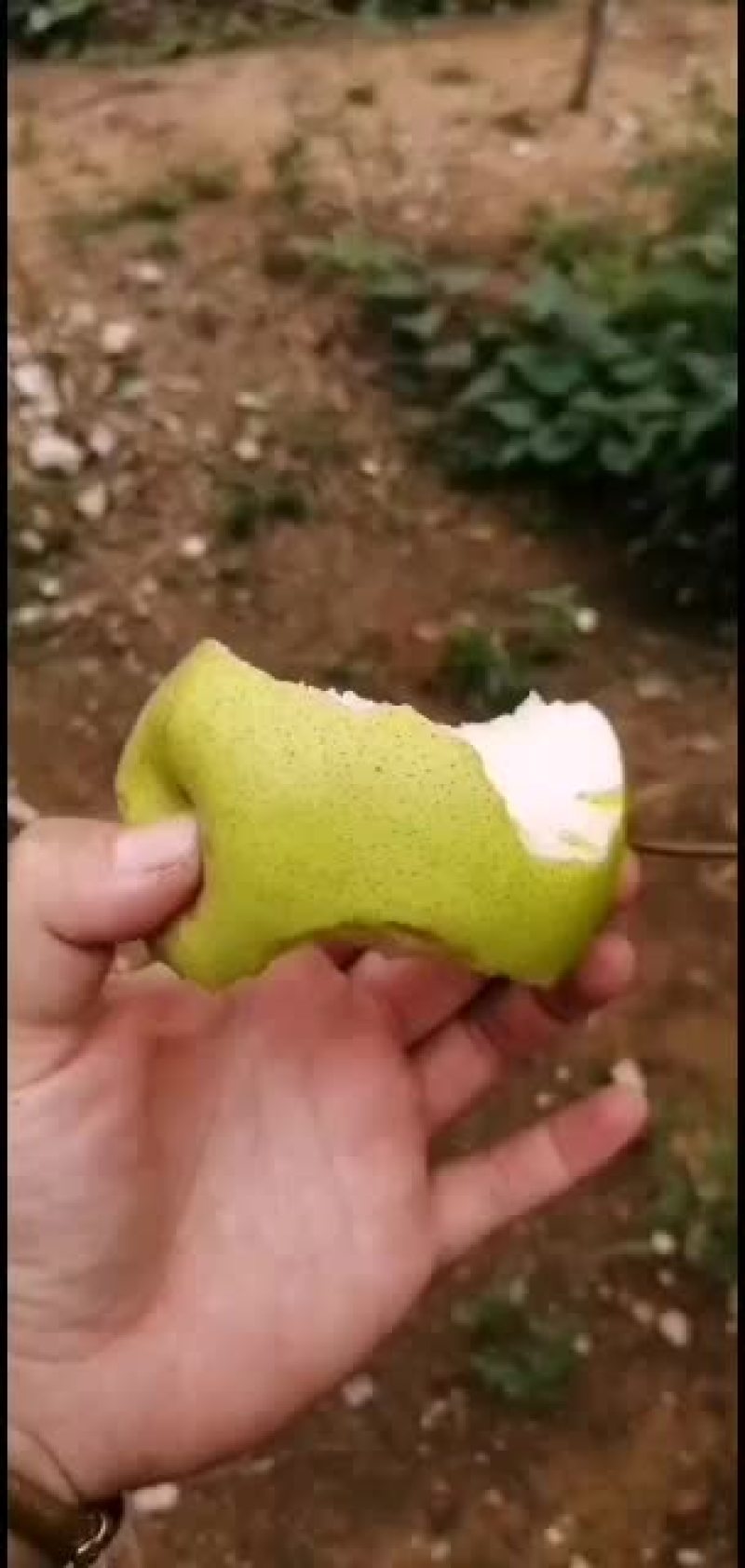 需要处库的雪花梨可以联系了