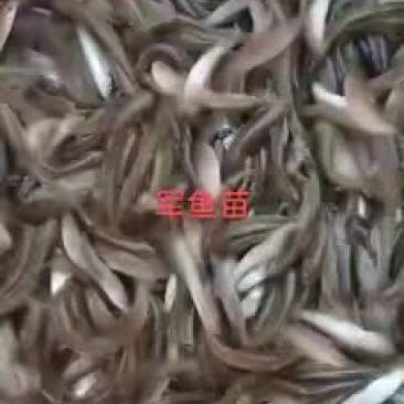 军鱼苗5-7公分靓货