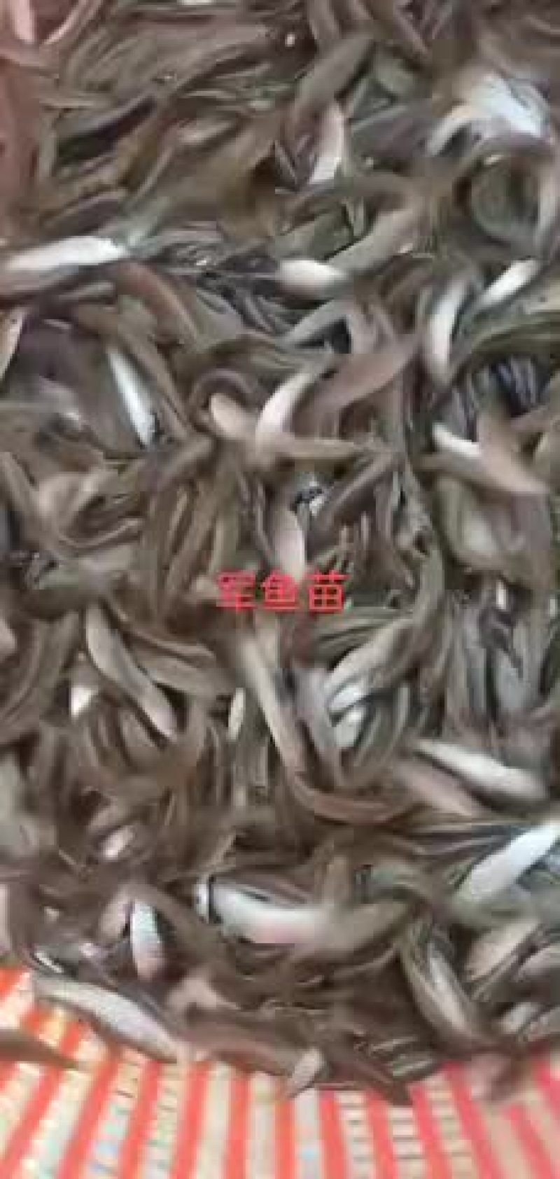 军鱼苗5-7公分靓货