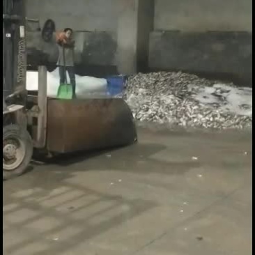 产地广东大量饲料鱼批发