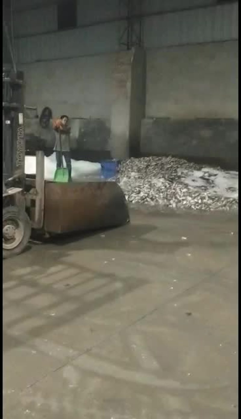 产地广东大量饲料鱼批发