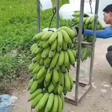 香蕉苗/西贡粉蕉/广西西贡粉蕉