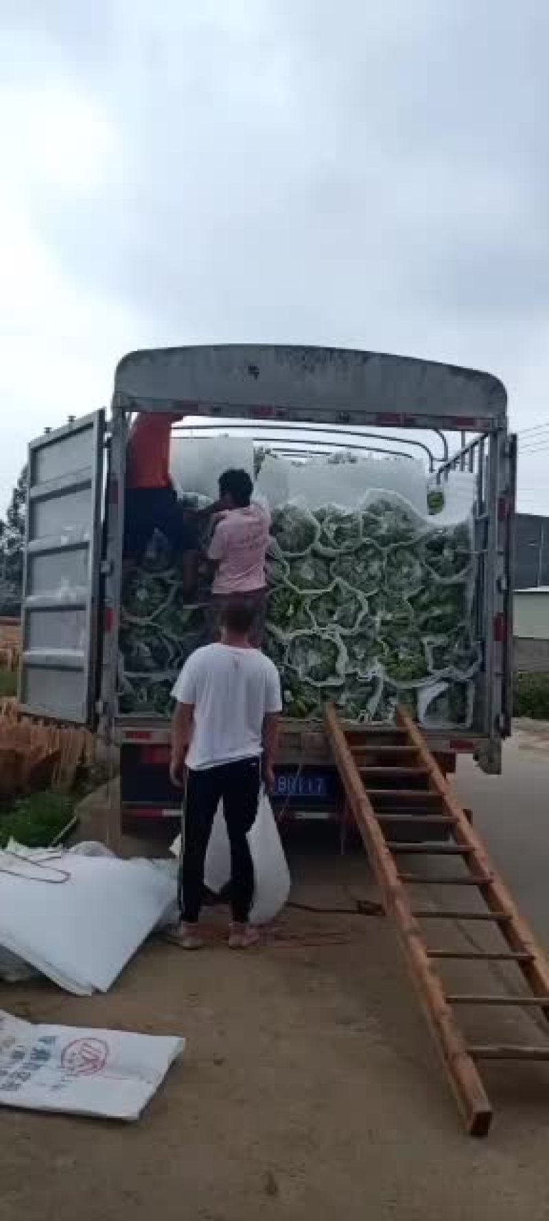 香蕉苗/西贡粉蕉/广西西贡粉蕉