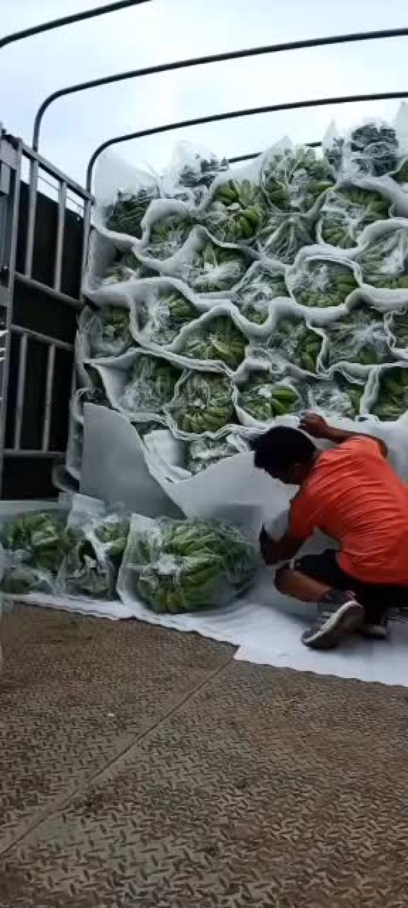 香蕉苗/西贡粉蕉/广西西贡粉蕉