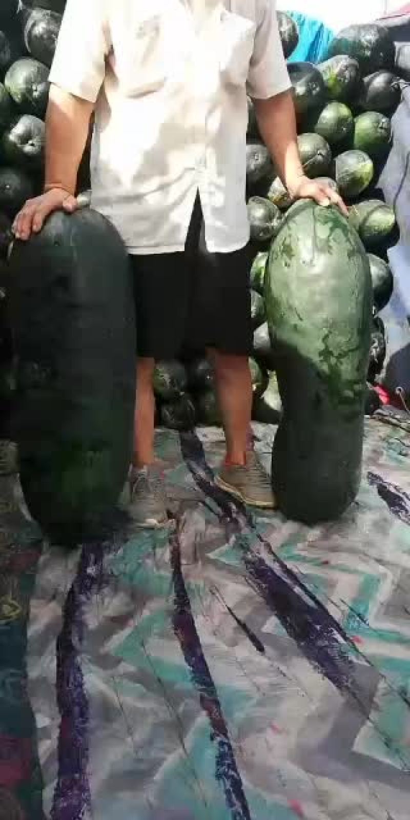 黑皮冬瓜有需要的老板请联系