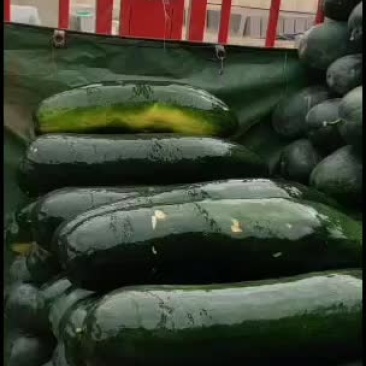 黑皮冬瓜有需要的老板请联系