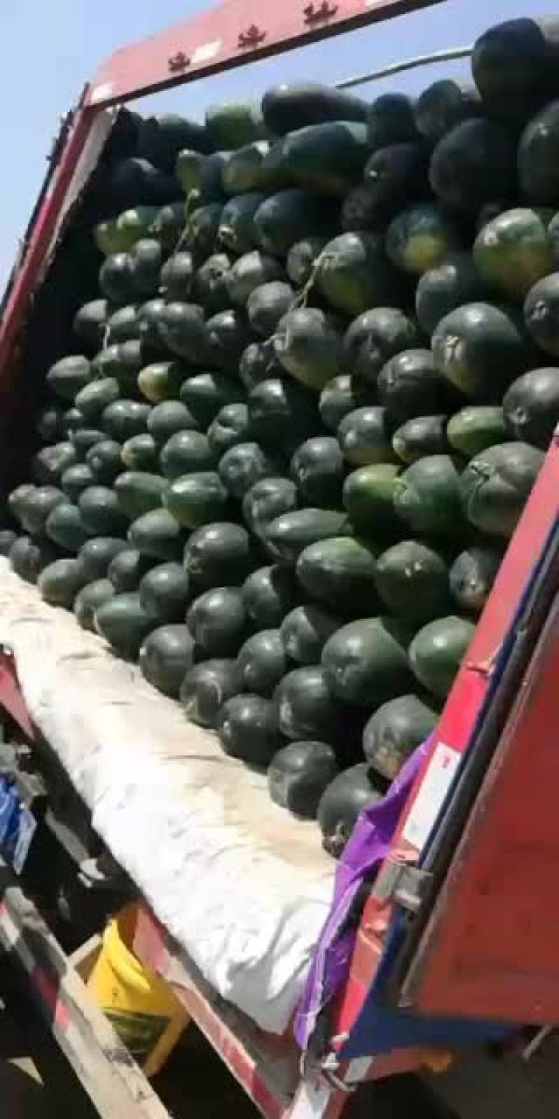 黑皮冬瓜有需要的老板请联系