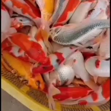 锦鲤，个体大，皮毛漂亮，存活率高