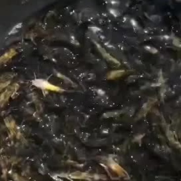 黄颡鱼，一斤50—100尾左右的，需要的抓紧联系了