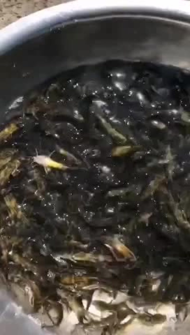 黄颡鱼，一斤50—100尾左右的，需要的抓紧联系了