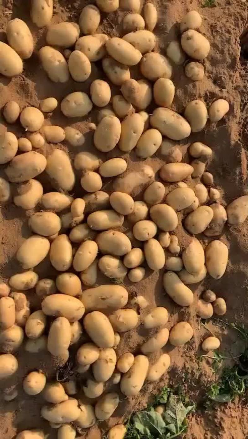 精品黄心纯沙地土豆三两起步