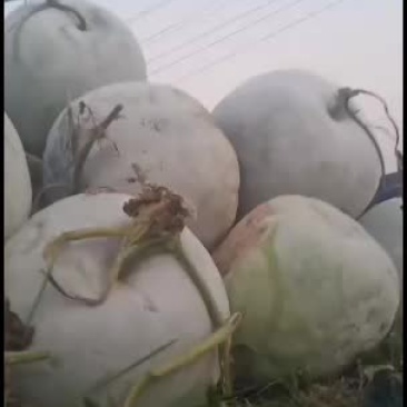 海南冬瓜，一串铃，大量上市质量保证