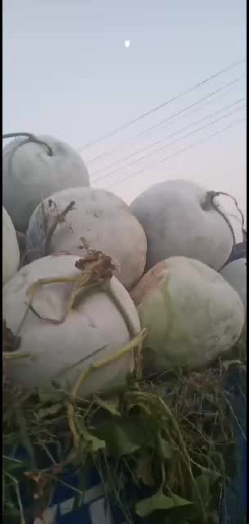 海南冬瓜，一串铃，大量上市质量保证