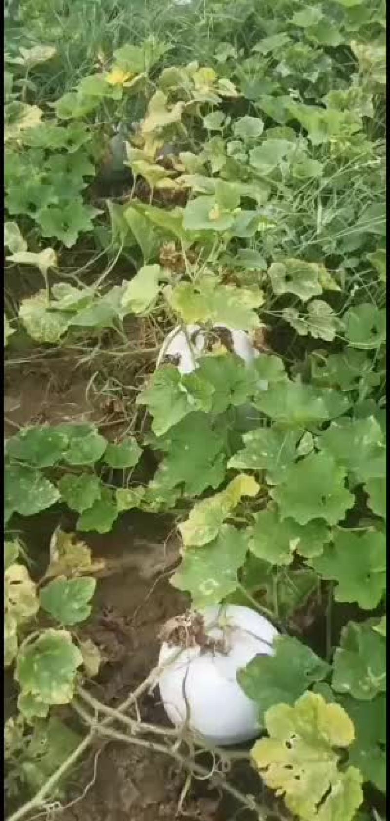 海南冬瓜，一串铃，大量上市质量保证
