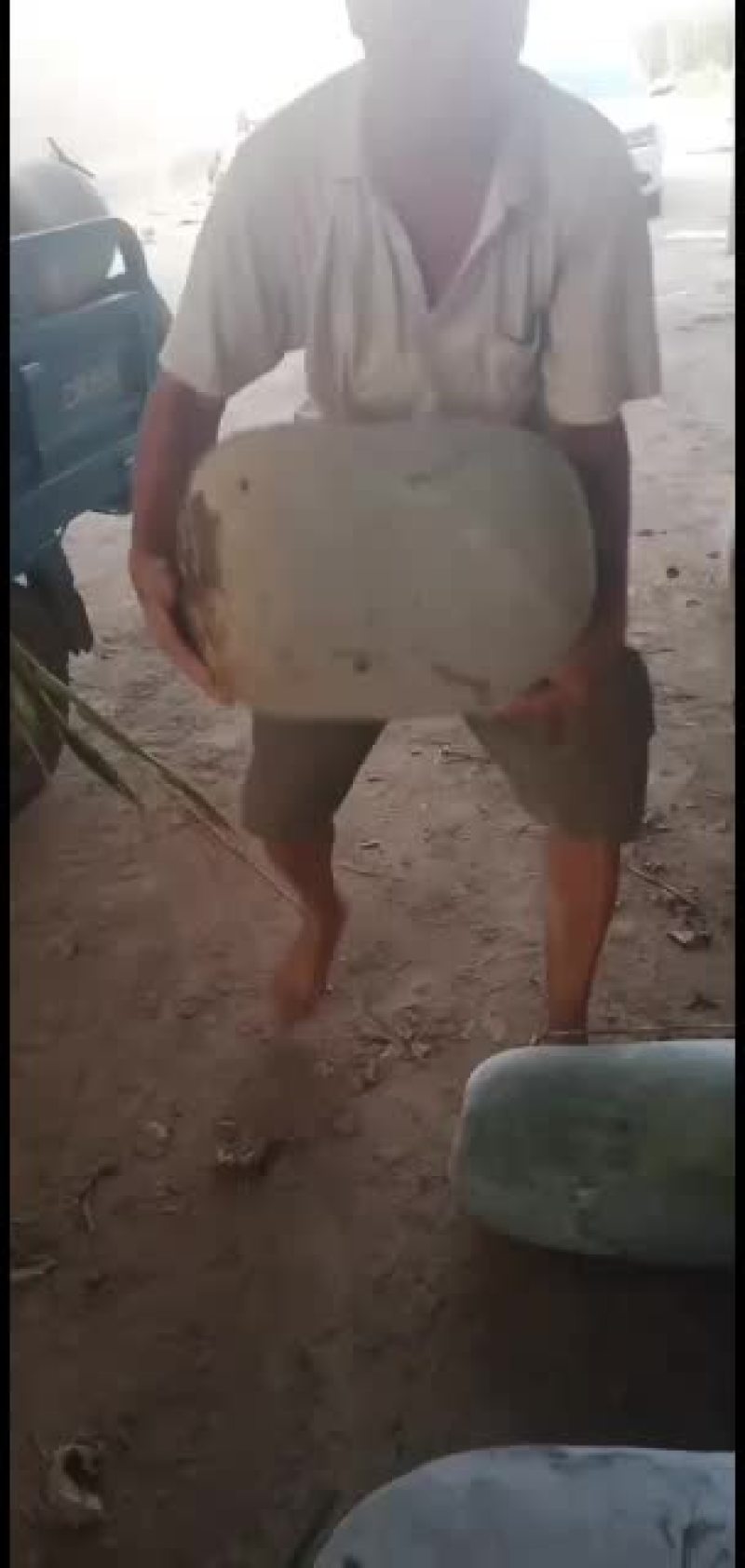 海南冬瓜，一串铃，大量上市质量保证