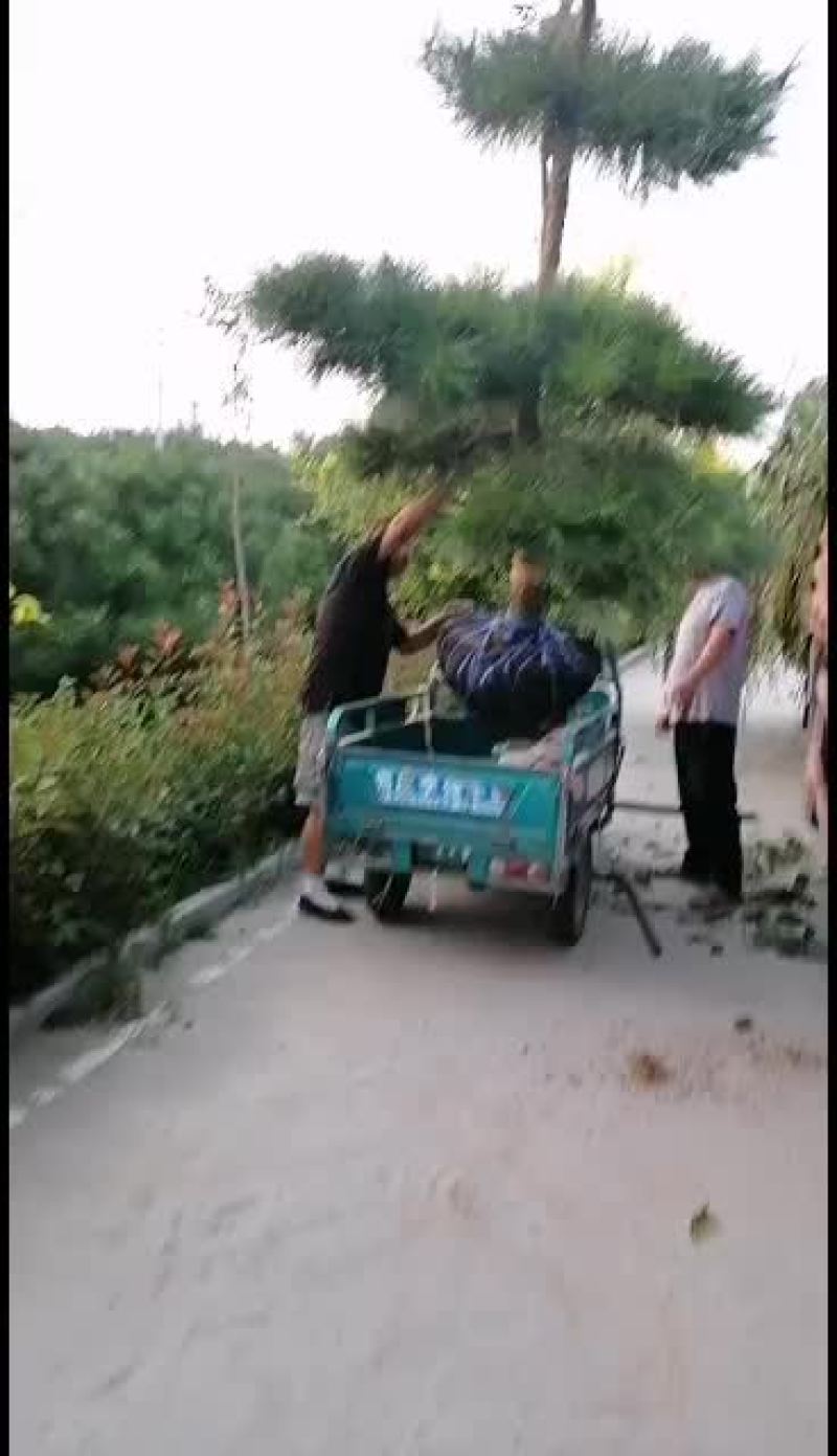 金秋泰山造型松大量上市