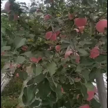 陕西优质纸袋早熟富士