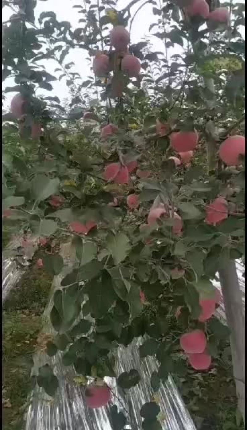 陕西优质纸袋早熟富士
