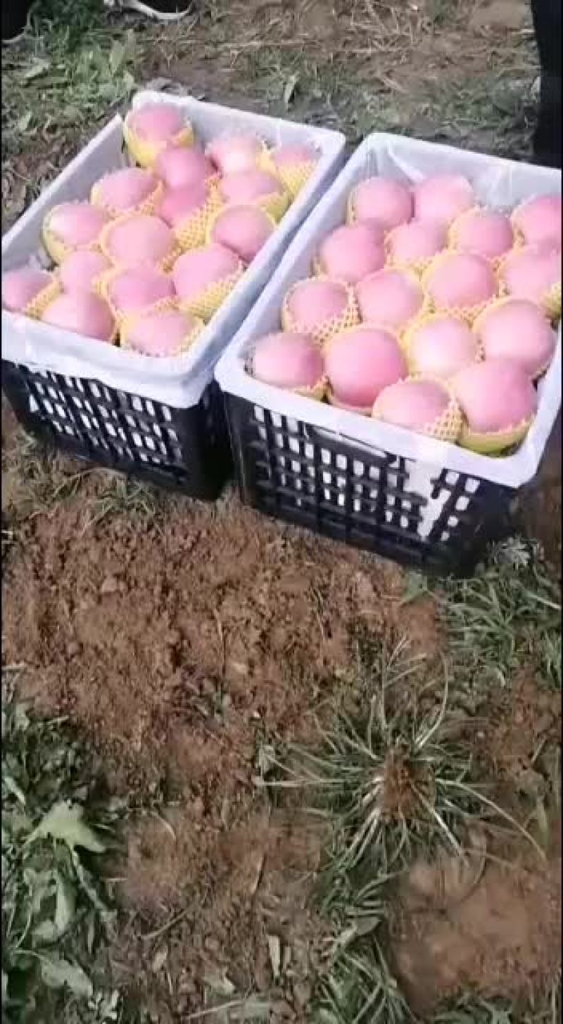 陕西优质纸袋早熟富士