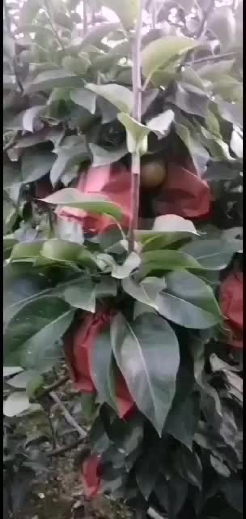 秋月梨马上到收货季节，欢迎新老客户前来采购！