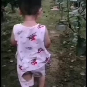 秋月梨马上到收货季节，欢迎新老客户前来采购！