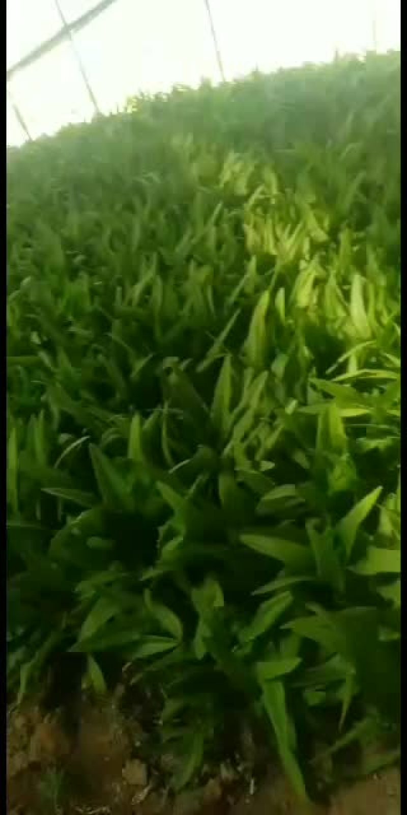 【油麦菜】产地种植，以质量从发展