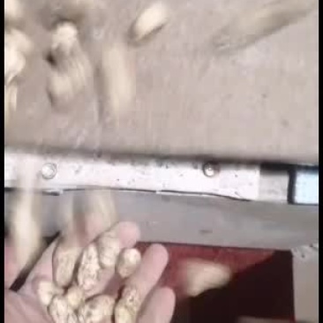 鲜花生，一手货源，手选果