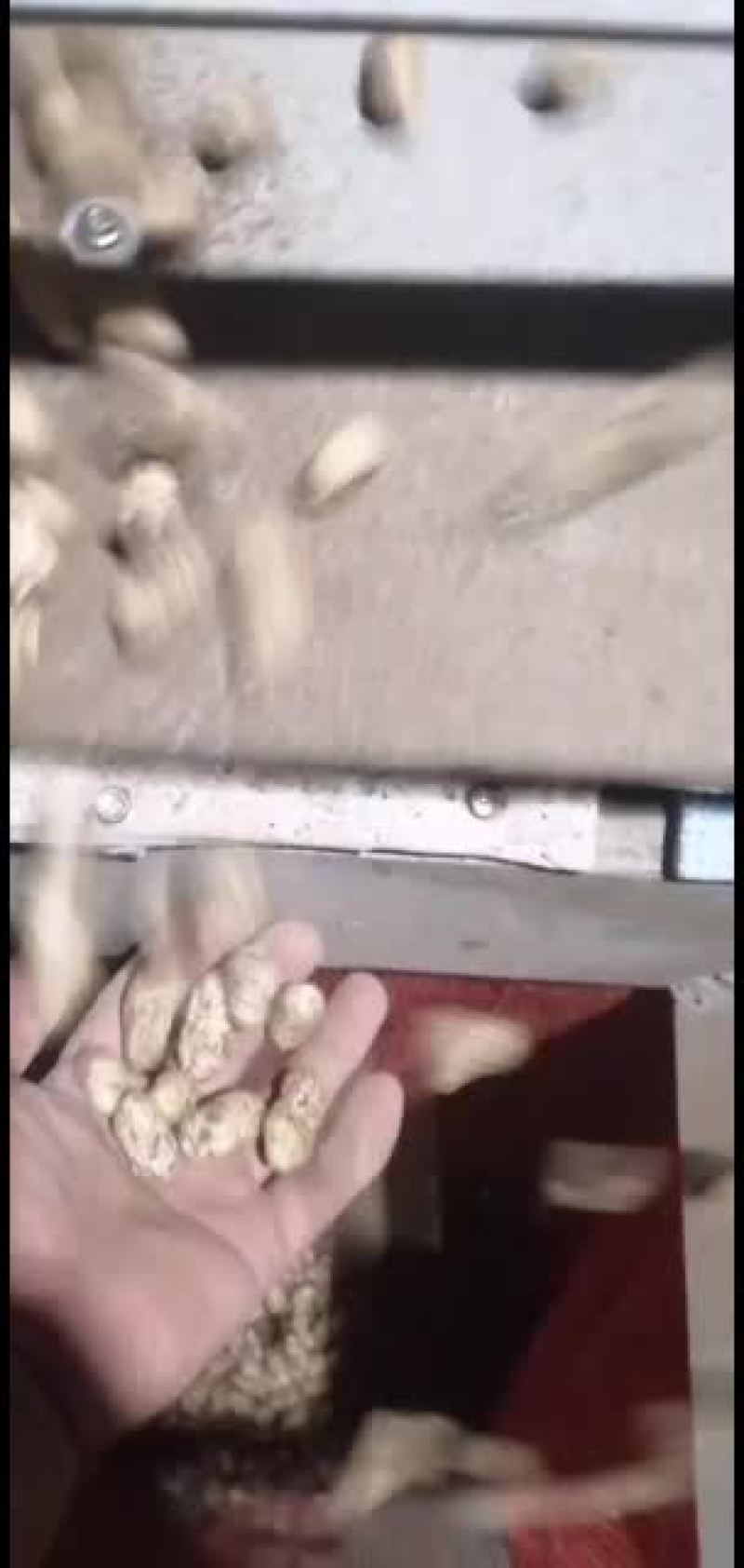 鲜花生，一手货源，手选果