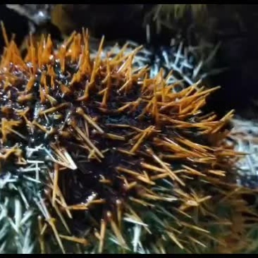 海南琼海潭门深海海胆