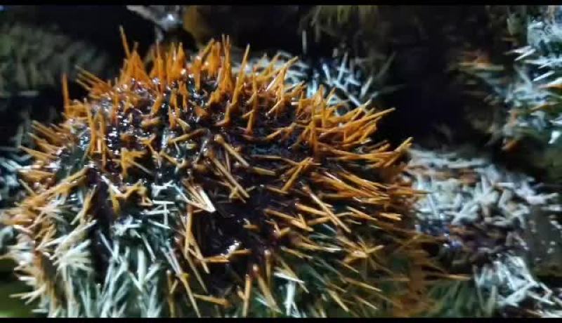 海南琼海潭门深海海胆