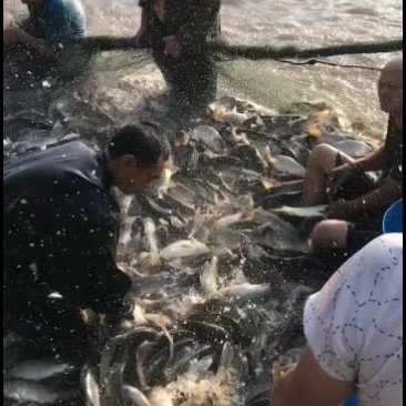牧海兴旺鲤鱼，质优价镰