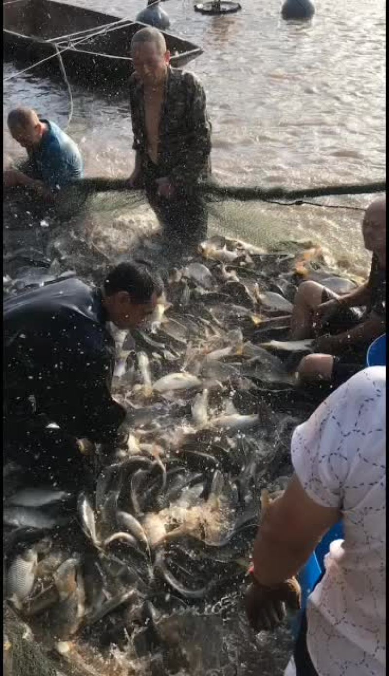 牧海兴旺鲤鱼，质优价镰