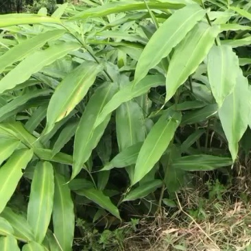 春砂仁苗四大南药之一