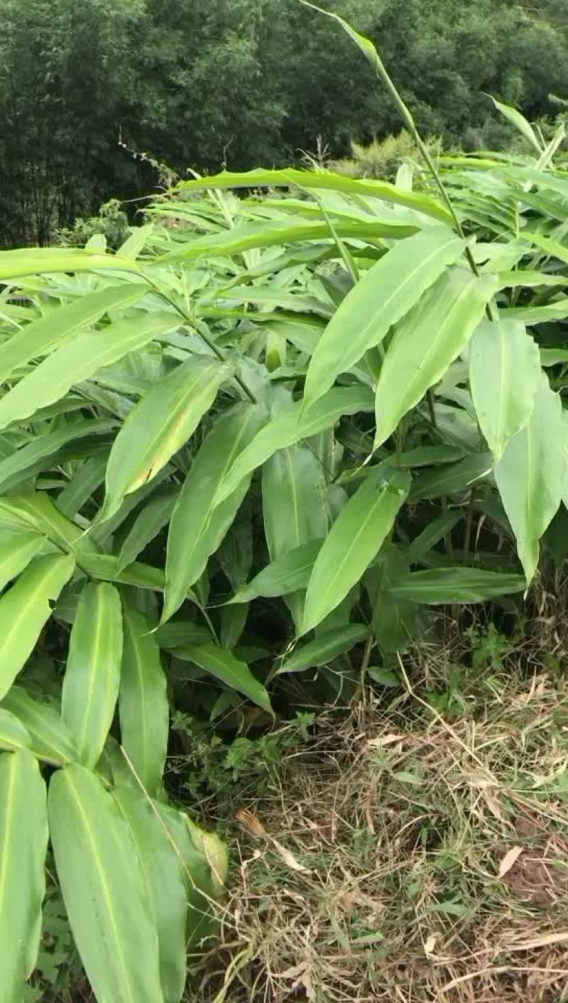 春砂仁苗四大南药之一