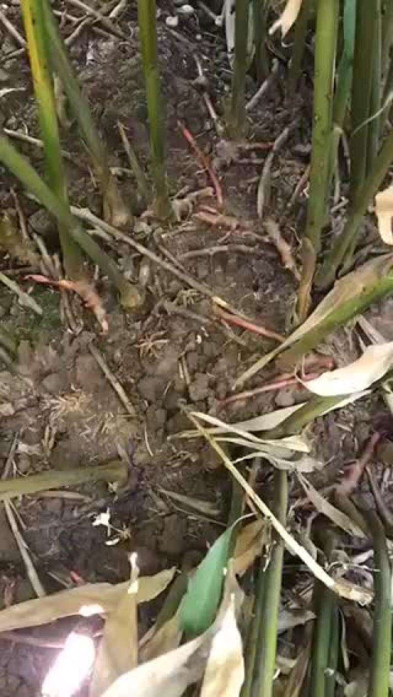 春砂仁苗四大南药之一