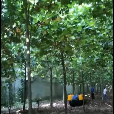 智能遥控履带旋耕机果园开沟机