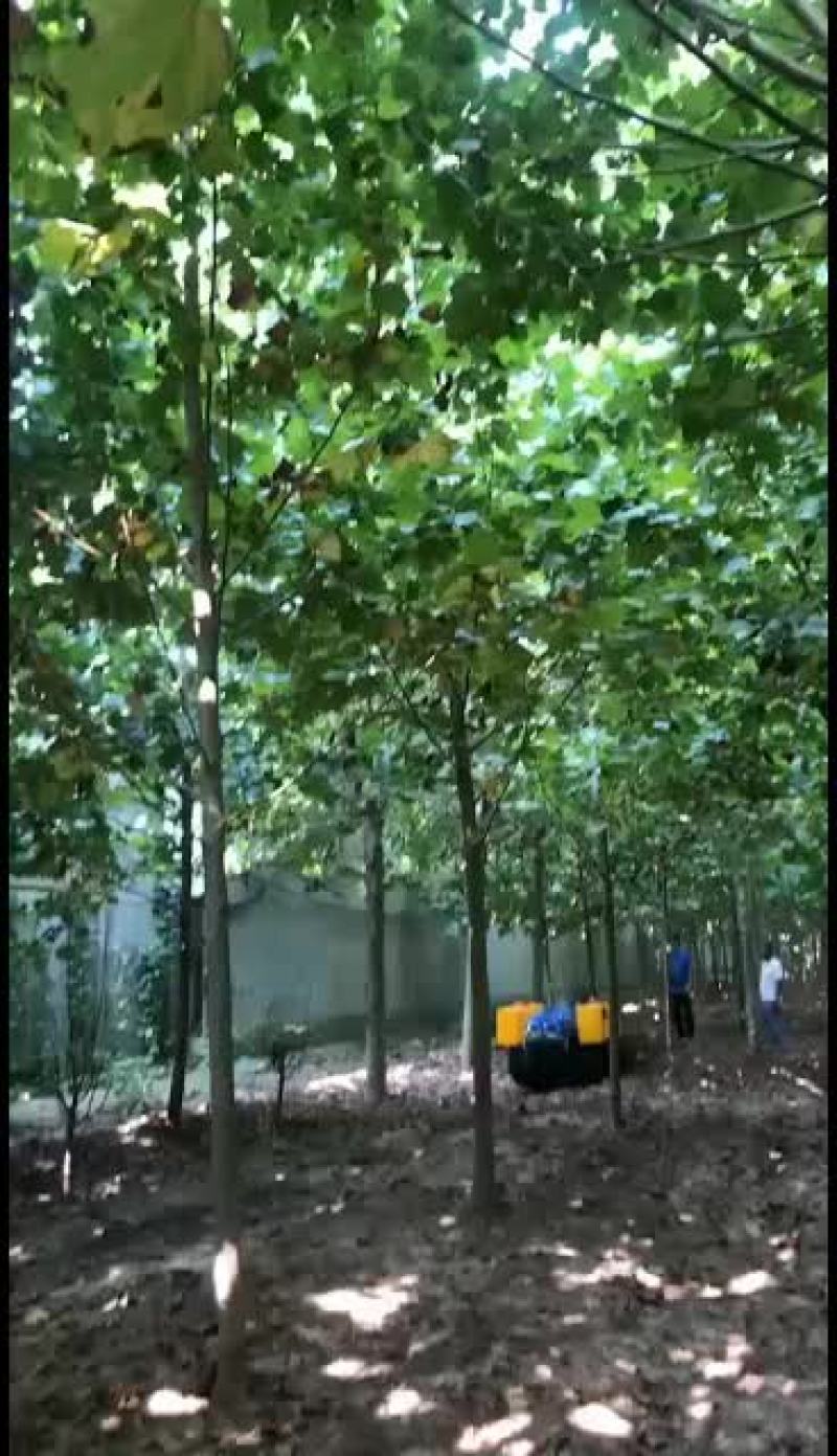 智能遥控履带旋耕机果园开沟机