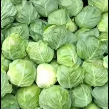 甘蓝.........