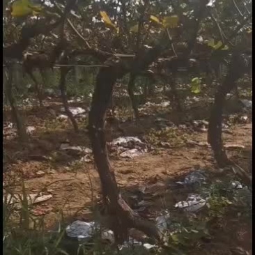 战地葡萄大量有货，葡萄杆
