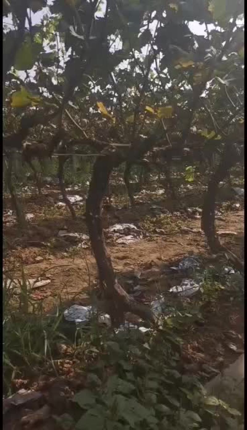 战地葡萄大量有货，葡萄杆
