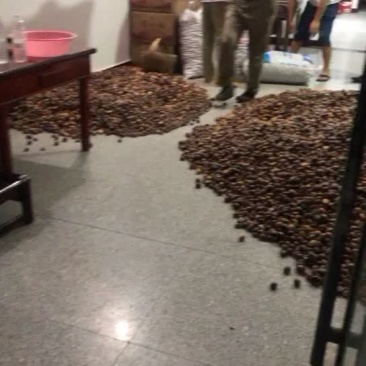 板栗正宗信阳新鲜板栗