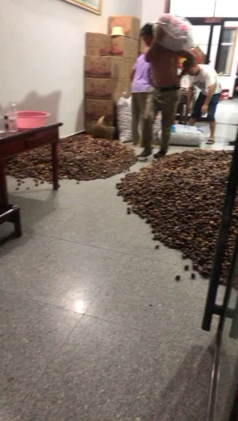 板栗正宗信阳新鲜板栗