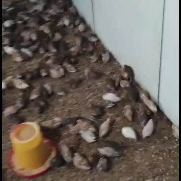 怀化通道芦丁鸡养殖大量供应芦丁鸡