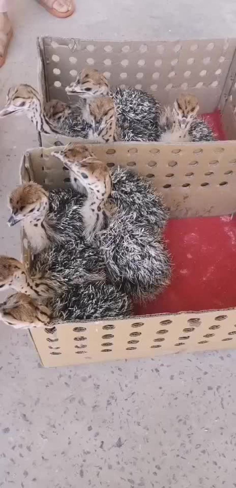 鸵鸟