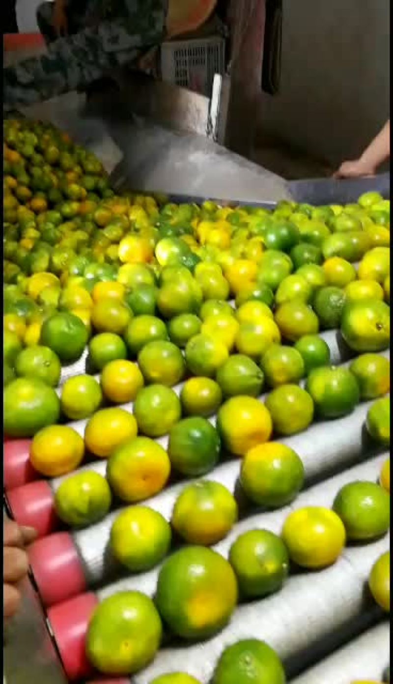 湖南省常德市澧县早熟桔子大量上市中